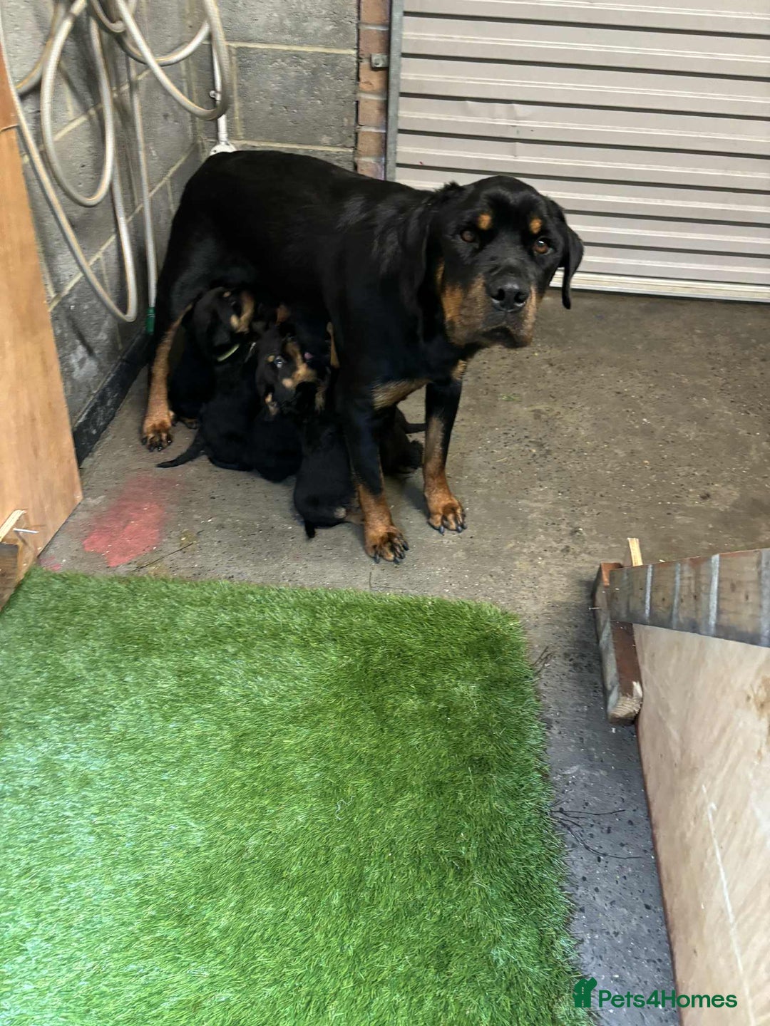 Rottweiler dogs for sale: Rotty/rottweiler puppies - Image 11