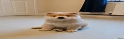 Chow Chow dogs for sale: 🐾Tiny trouble makers, ready to rule your home🐻 - Advert 17