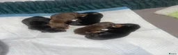 Dachshund dogs for sale: Beautiful dachund puppies  - Advert 13