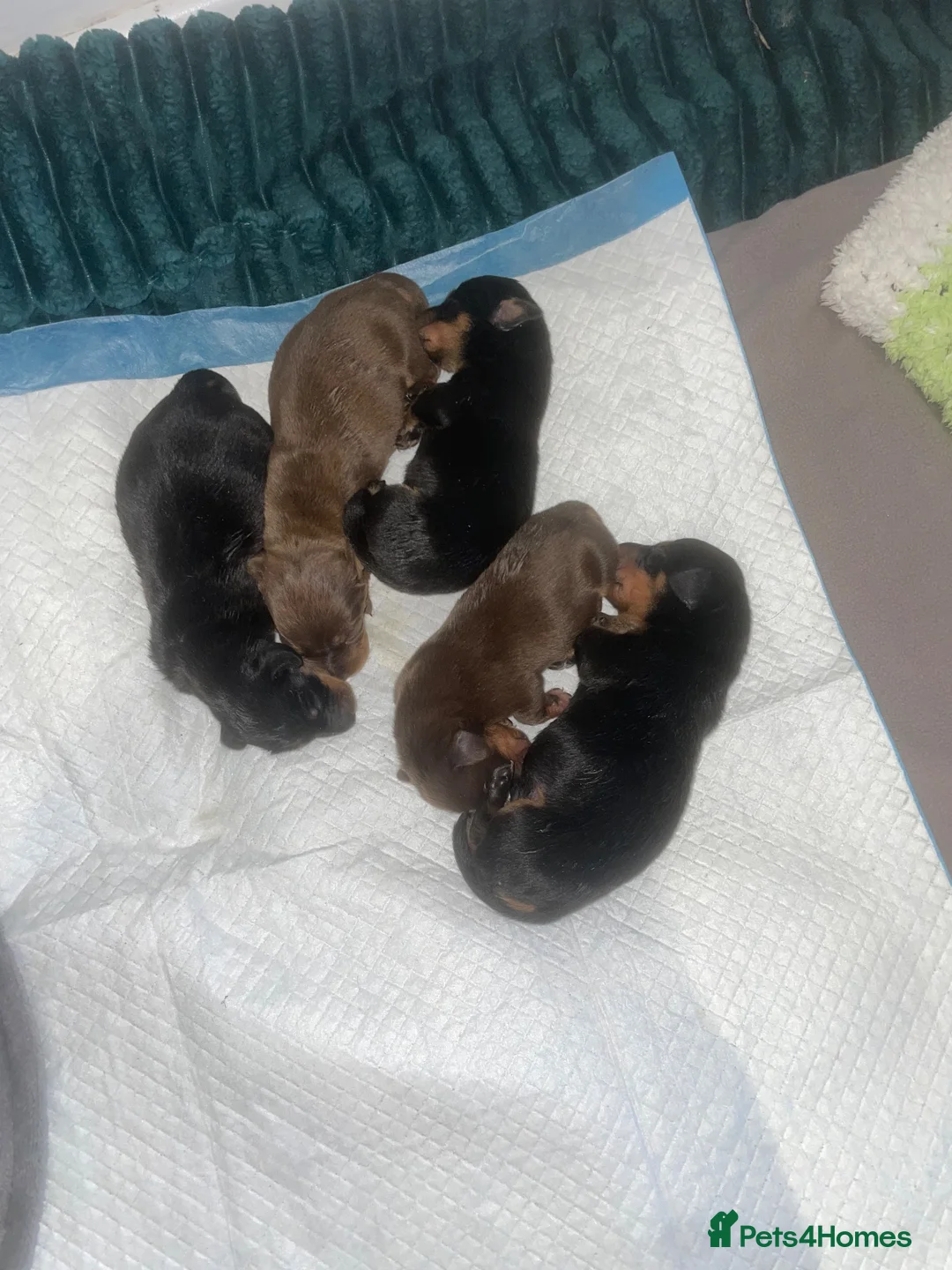 Dachshund dogs for sale: Beautiful dachund puppies  - Advert 13
