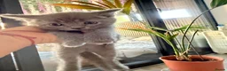 British Shorthair cats for sale: British Shorthair Kittens – 8 Weeks Old – £580  - Advert 6