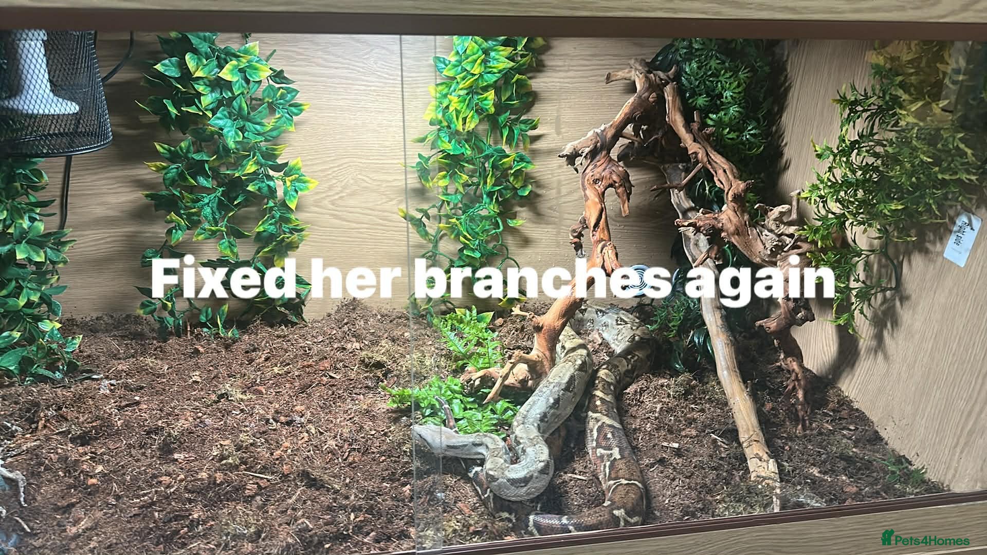 Boa Snake reptiles Boa constrictor  - Advert 13