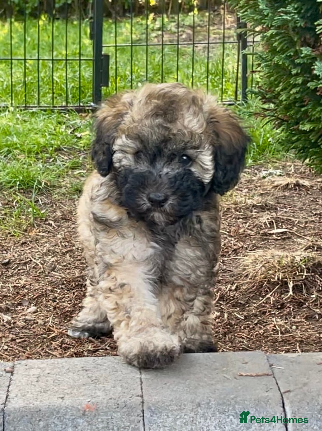 Miniature Poodle dogs for sale: Home Bred pups, extensively Health tested - Image 5