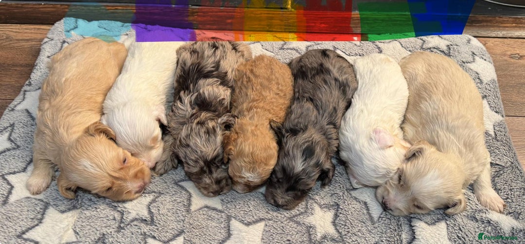 Cockapoo dogs for sale:  Tiny merle cockapoos   - Image 1