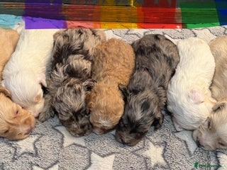 Cockapoo dogs - Advert 27