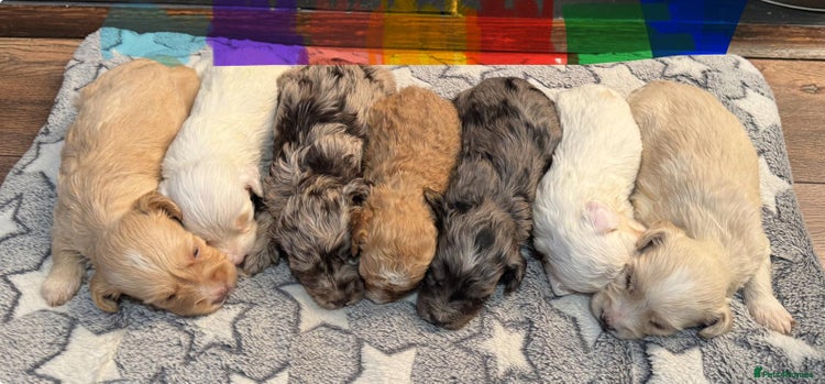 Cockapoo dogs - Advert 1