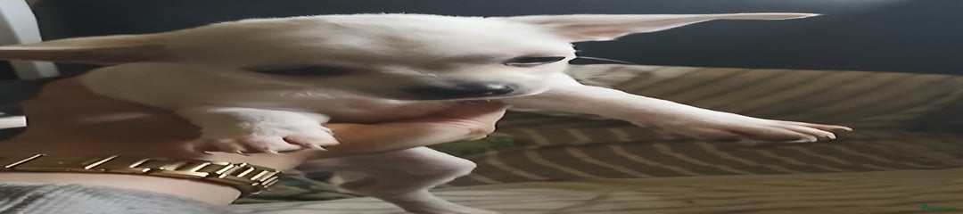 Squeak