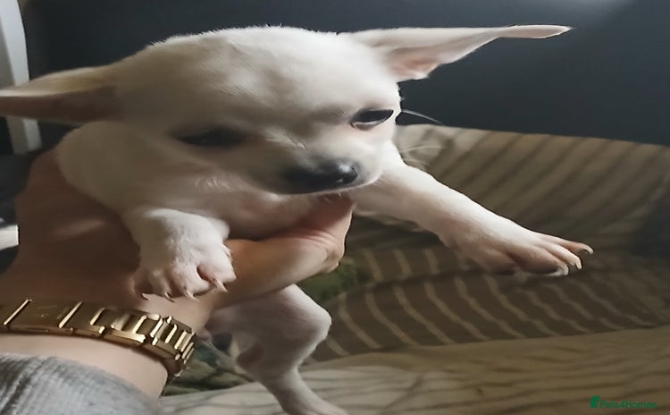 Chihuahua dogs - Advert 7