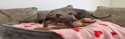 Italian Greyhound dogs for sale: 🏡 Italian greyhound puppies ready soon 🏡 - Advert 4
