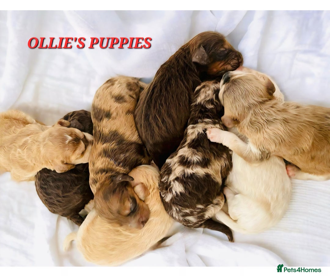 Goldendoodle dogs for stud: FULLY HEALTH TESTED! MOYEN POODLE STUD! in Kettering - Image 32