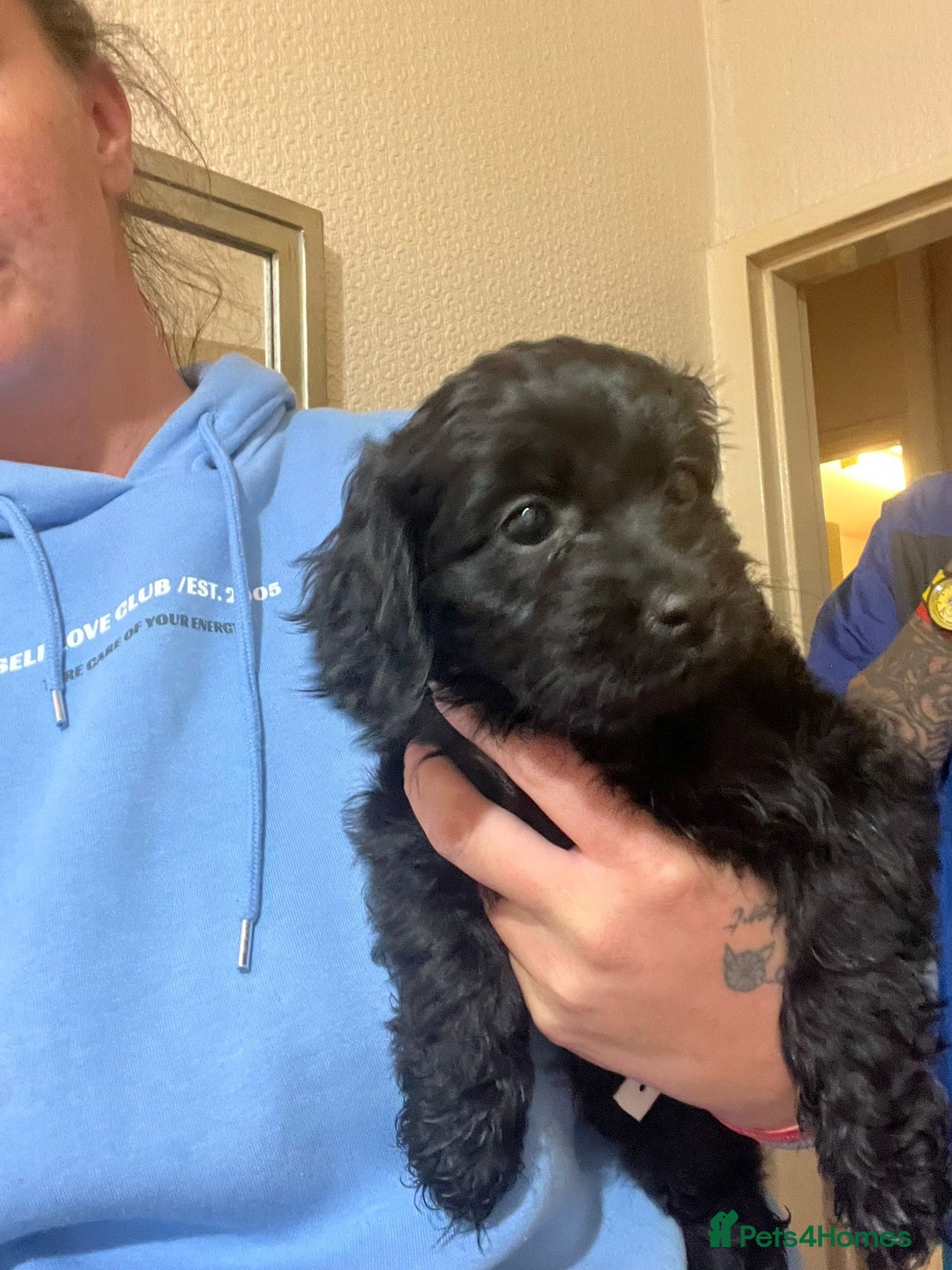 Cockapoo dogs for sale: 2 black stunning girls cockerpoos - Advert 15