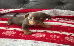 Mixed Breed dogs for sale: French Bulldog x Dachshund Puppies - Image 3