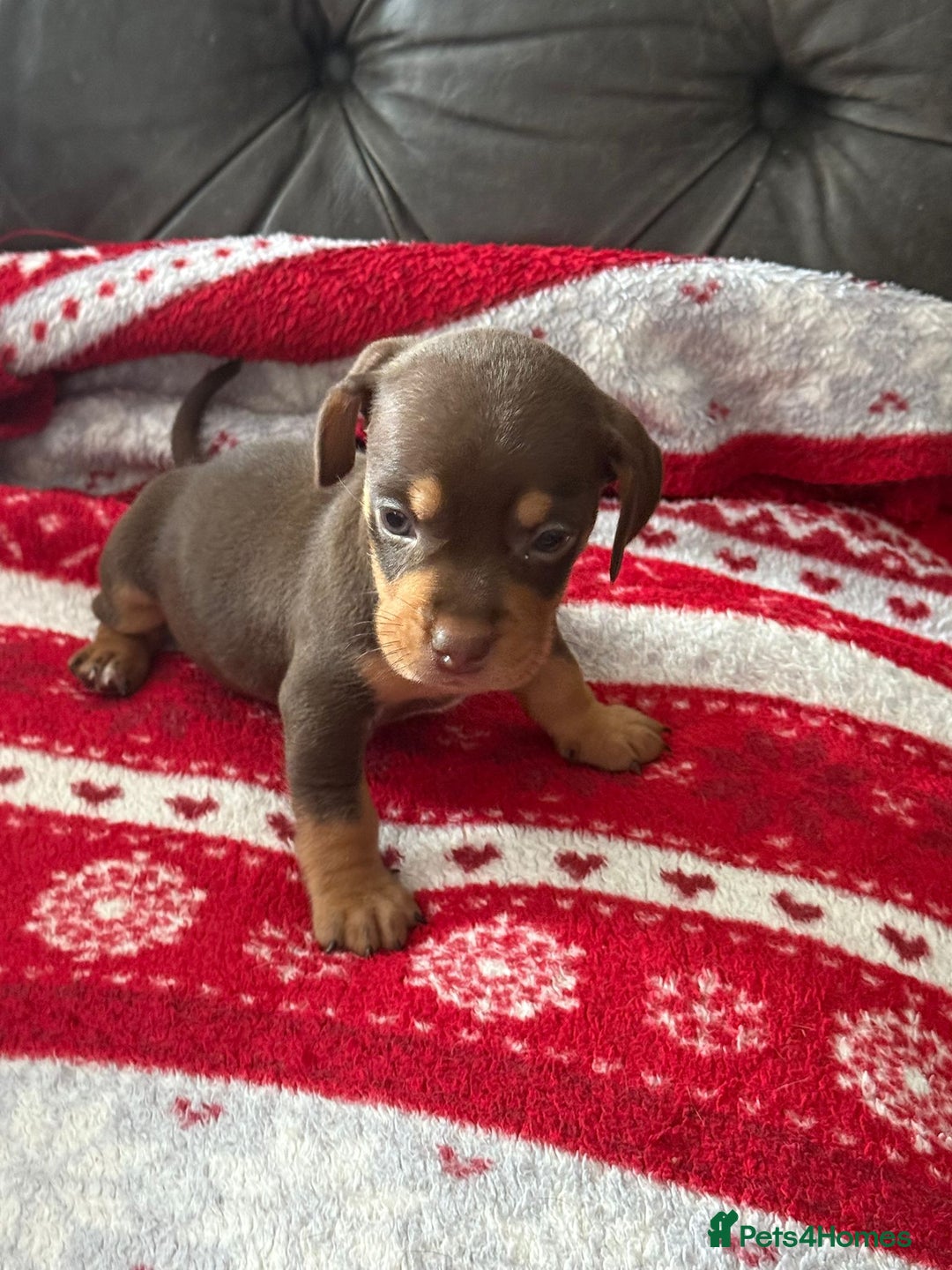 Mixed Breed dogs for sale: French Bulldog x Dachshund Puppies - Image 3