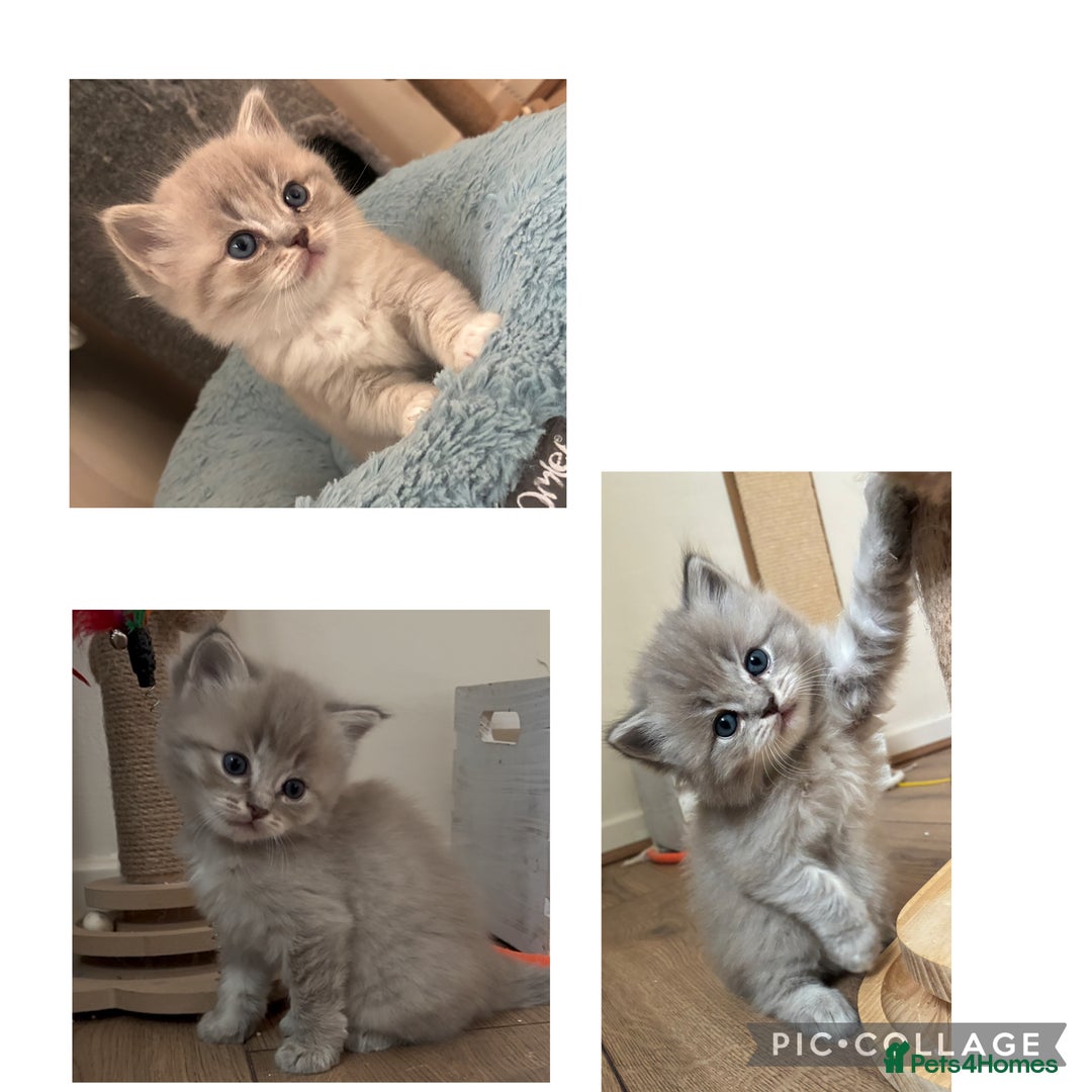 Ragdoll cats for sale: Registered Sepia ragdolls (cherubim's)  - Advert 4