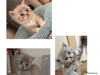 Ragdoll cats Registered Sepia ragdolls (cherubim's) - Advert 7