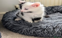 Mixed Breed cats for sale: Beautiful healthy kittens 😍😍 - Image 11
