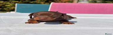 Miniature Dachshund 5