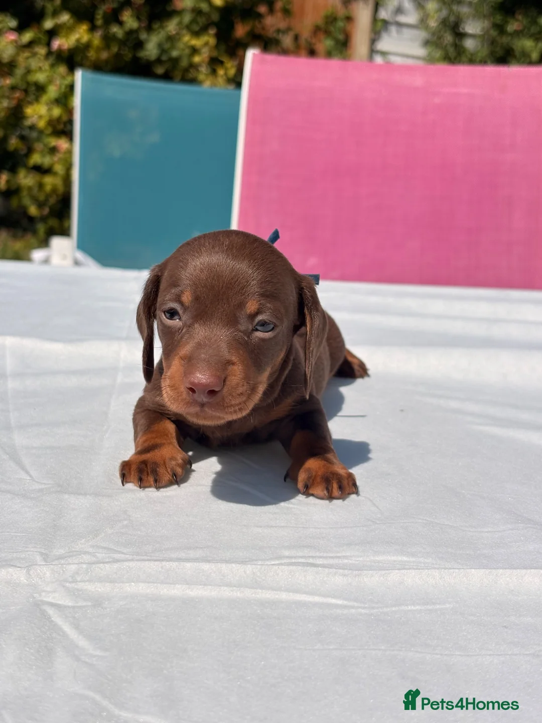 Miniature Dachshund dogs for sale: Beautiful mini dachshund  in Tilbury - Advert 26