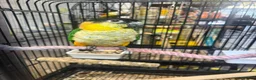Parrots birds for sale: Birds/Parakeets/Parrots/Amazons  - Advert 5