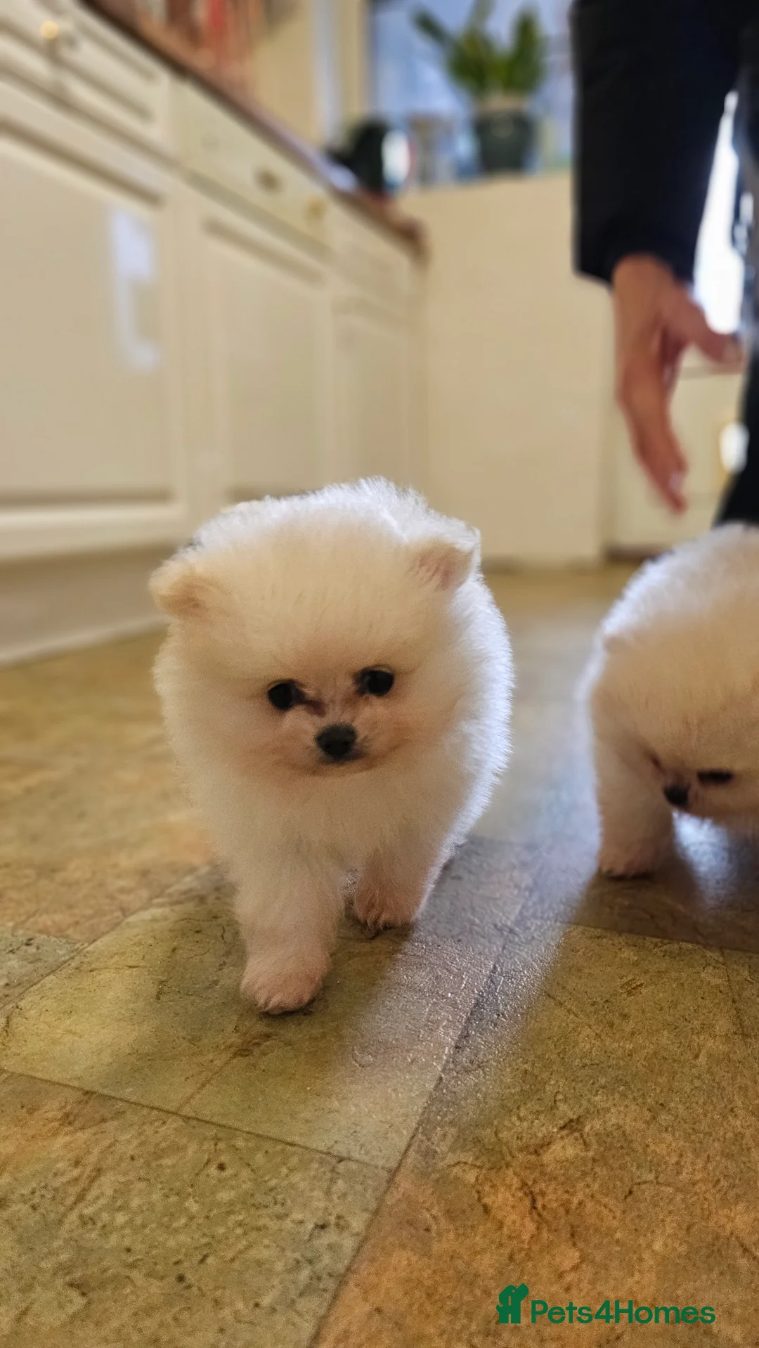 Pomeranian dogs for sale: Pomeranian Male for Sale - Advert 1