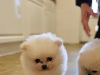 Pomeranian dogs Incredible Pomeranian Puppies Ready Now - Advert 17