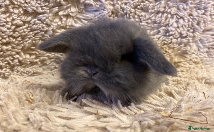 Mini Lop rabbits Mini lop  - Advert 13