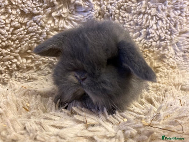 Mini Lop rabbits Mini lop - Advert 13