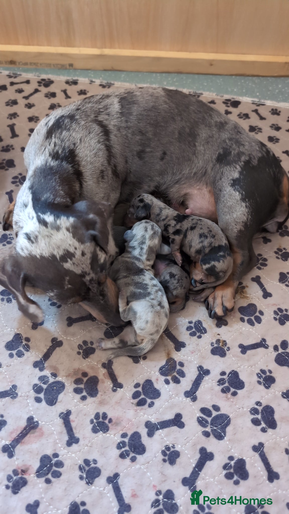 Miniature Dachshund dogs Miniature daschund  - Advert 1