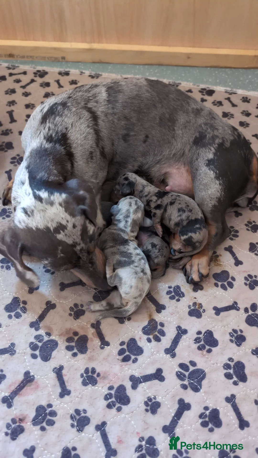 Miniature Dachshund dogs for sale: Miniature daschund  - Advert 1