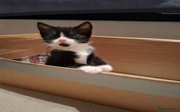 Mixed Breed cats for sale: seven funny kittens - Image 37