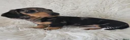 Miniature Dachshund dogs for sale: KC Silver dapple & cream boy. ready now  - Advert 8