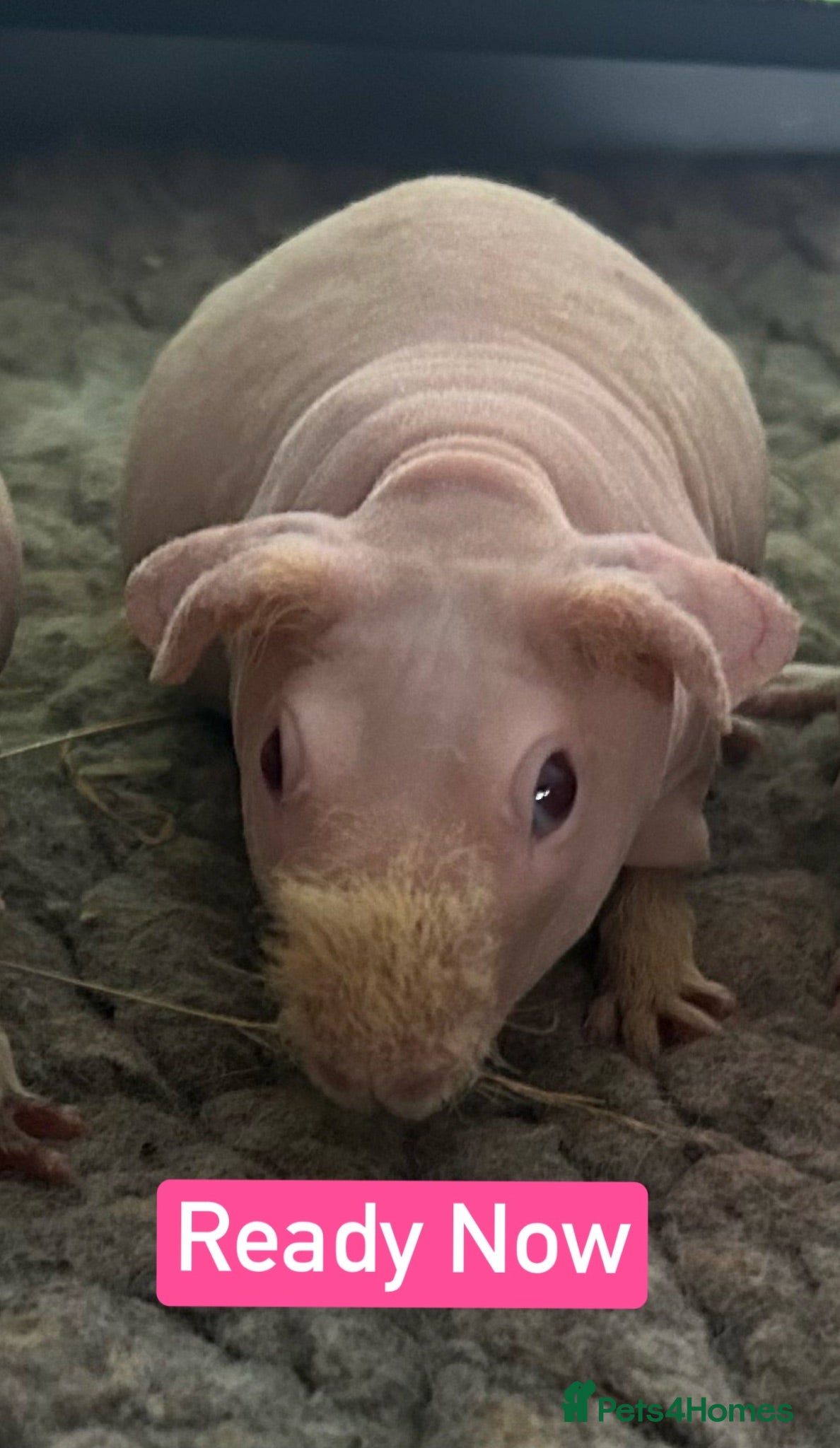 Guinea Pig rodents Skinny Pig Sows  - Advert 15