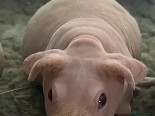 Guinea Pig rodents Skinny Pig Sows - Advert 15