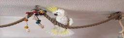 Cockatoo birds for sale: Triton Cockatoo - Beautiful Tame Trained & Social  in Stroud - Advert 7