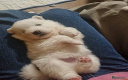 Samoyed dogs for sale: Samoyed puppies for sale - Image 6