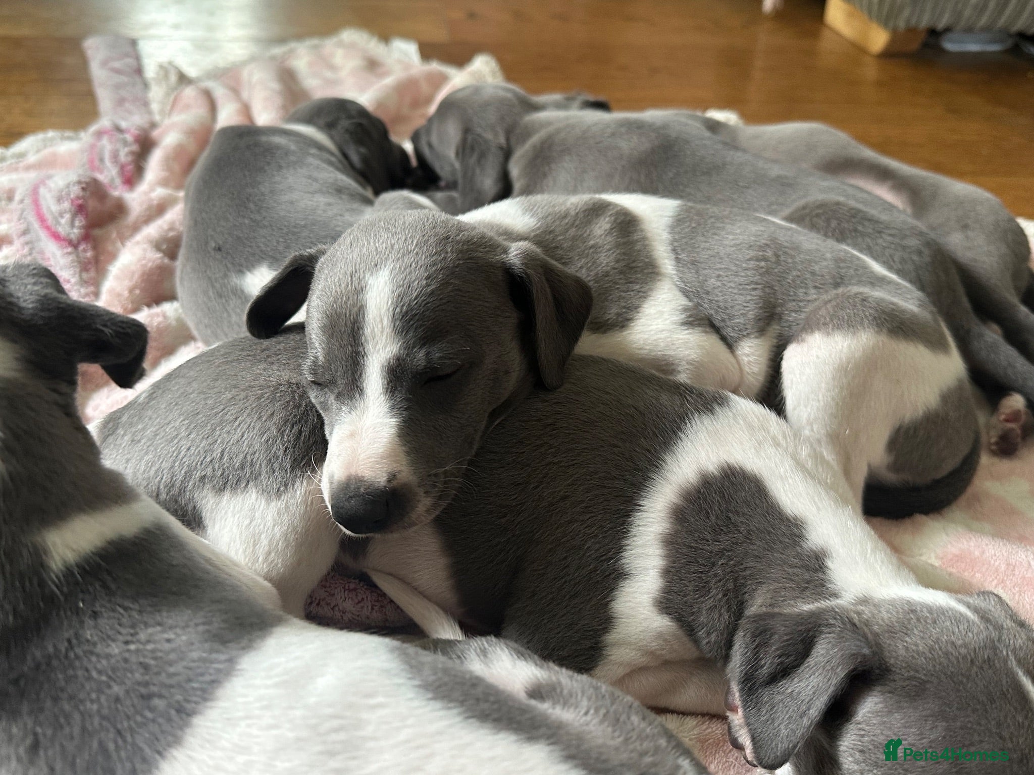 Whippet dogs Beautiful Whippet Puppies Male Available🥰 - Advert 1