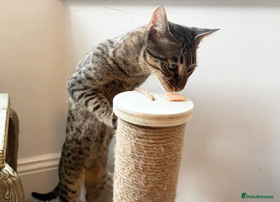 Savannah cats for sale: F6 SBT Savannah boy Koffee - Advert 10