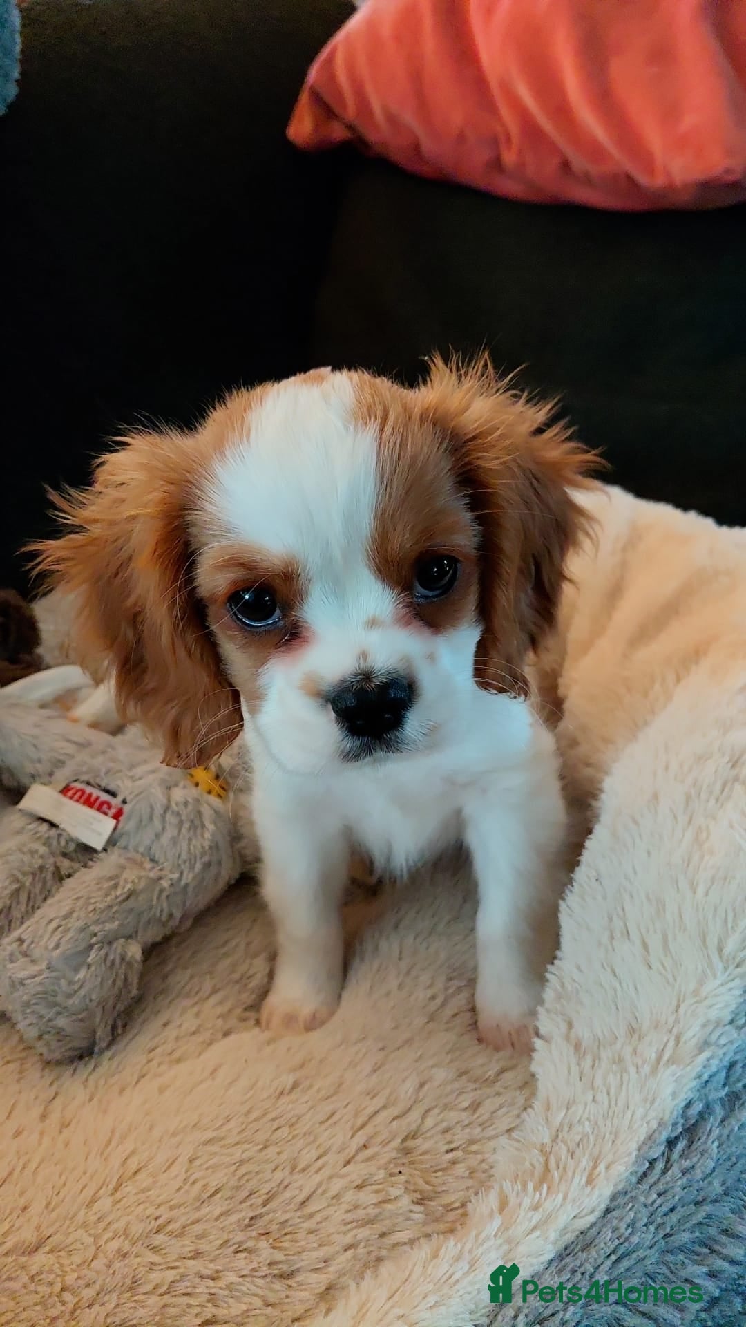 Cavalier King Charles Spaniel dogs for sale: King charles cavalier bleinheim - Advert 4