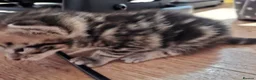 Mixed Breed cats for sale: Four adorable kitten - one boy and three girls - Advert 2