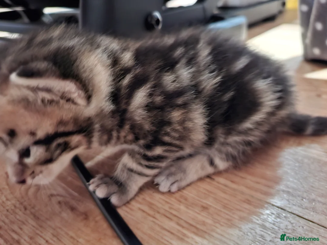 Mixed Breed cats for sale: Four adorable kitten - one boy and three girls - Advert 2