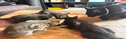 Domestic Shorthair cats for sale: Gorgeous kittens for rehoming  - Advert 2