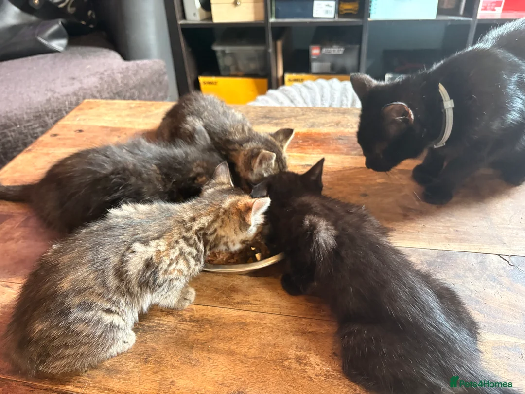 Domestic Shorthair cats for sale: Gorgeous kittens for rehoming  - Advert 2