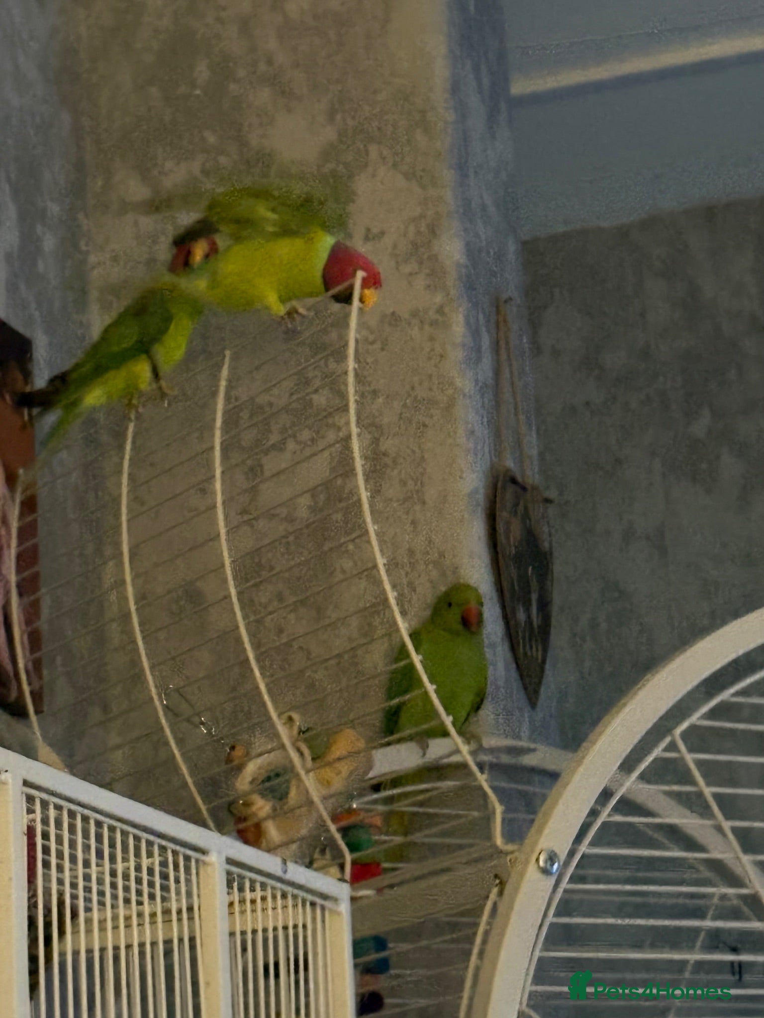 Parrots birds Too male plum heads  - Advert 5