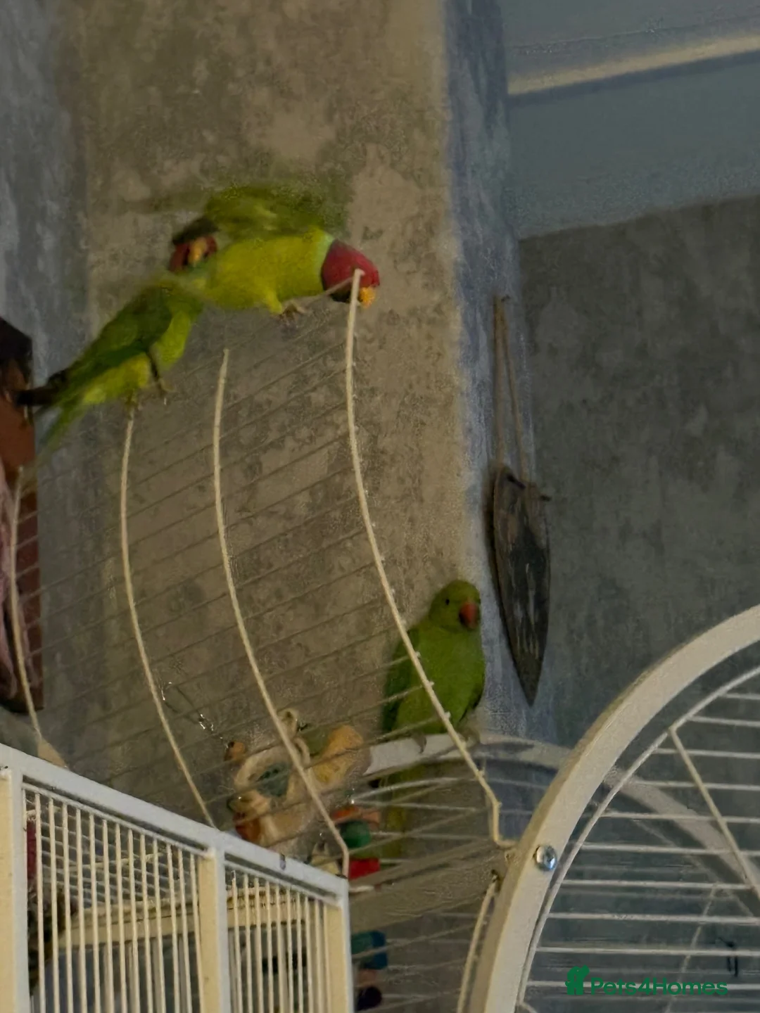 Parrots birds for sale: Too male plum heads  in Brechin - Advert 1
