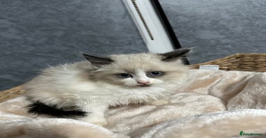 Siberian cats - Advert 5