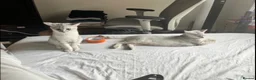 British Shorthair cats for sale: 2 boy BSH kittens left! (£500 for both) - Advert 16