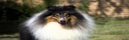 Rough Collie dogs for sale: Rough Collie Puppies-Health Tested Blue Merle Tri - Advert 9