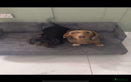 Miniature Dachshund dogs for sale: Beautiful Miniature Dauschaund  in Bradford - Image 2