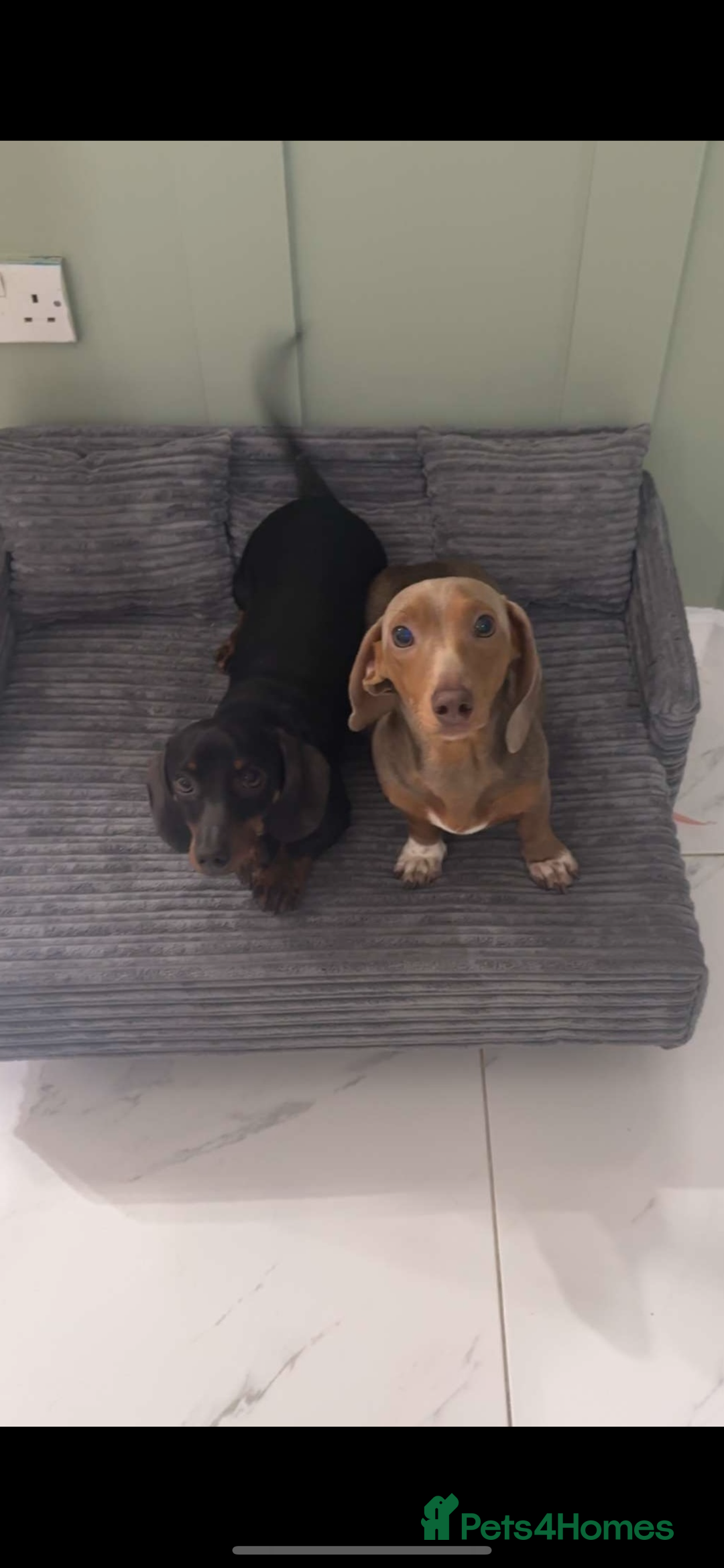Miniature Dachshund dogs for sale: Beautiful Miniature Dauschaund  in Bradford - Image 2