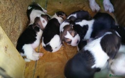 Beagle dogs for sale: Pedigree Beagle Puppies for Sale – Healthy - Image 8